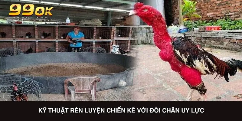 Kỹ thuật rèn luyện chiến kê với đôi chân uy lực