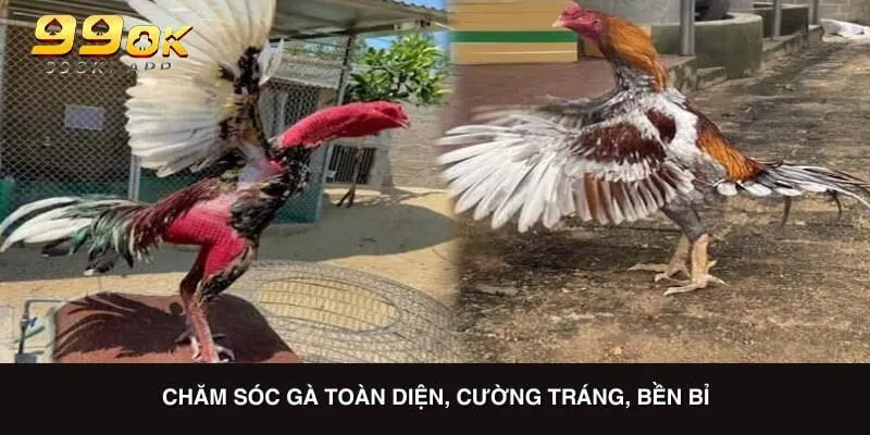 Chăm sóc gà toàn diện là cách nuôi gà đá cường tráng, bền bỉ