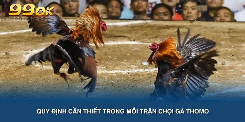 Quy định cần thiết trong mỗi trận chọi gà Thomo