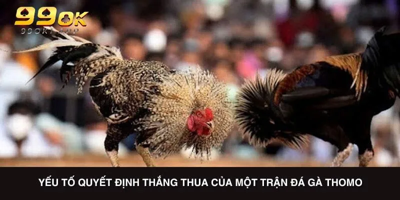 Yếu tố quyết định thắng thua của một trận đá gà Thomo