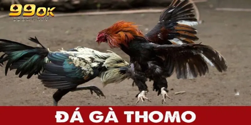 Đá Gà Thomo Là Gì? Top 4 Sự Thật Thú Vị Bạn Cần Biết